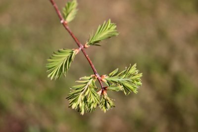 Metasequoia glyptostroboides - metasekvoje čínská - jehlice jaro 1 (95a)